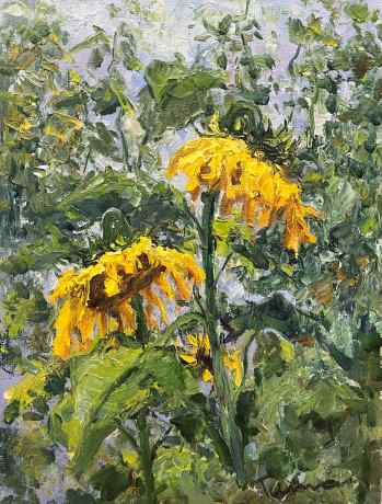 Sunflower III