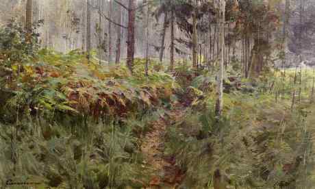 Ferns
