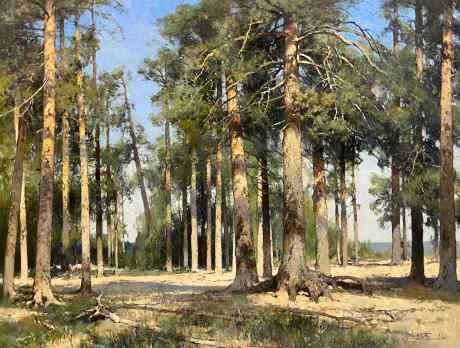 Pine Trees on the Shore of the White Sea
