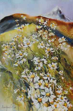 Mountain Daisies 
